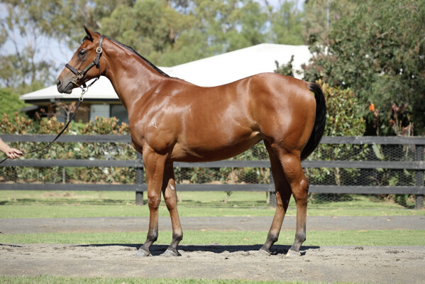 Lot 225: Home Affairs / Mywayorthehighway (NZ)