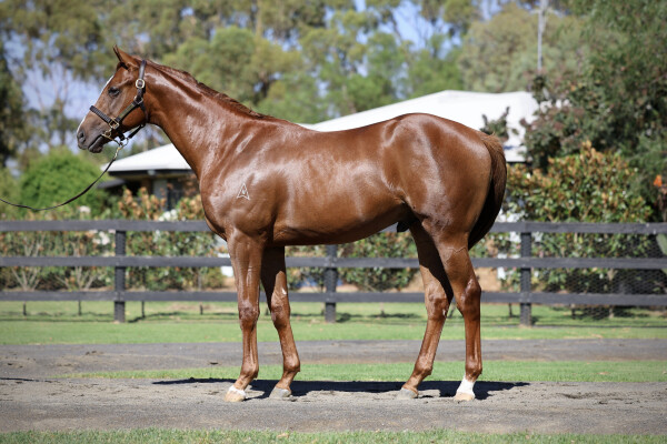 Lot 255: Justify (USA) / Pearl Congenial