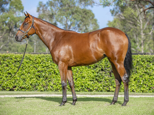 Lot 428: Starspangledbanner / Upfront (USA)