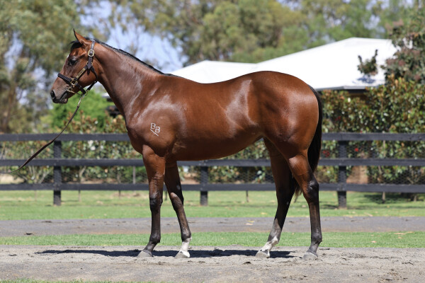 Lot 281: Peltzer / Queen of Nations