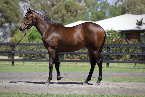 Lot 297: Hellbent / Relaunch