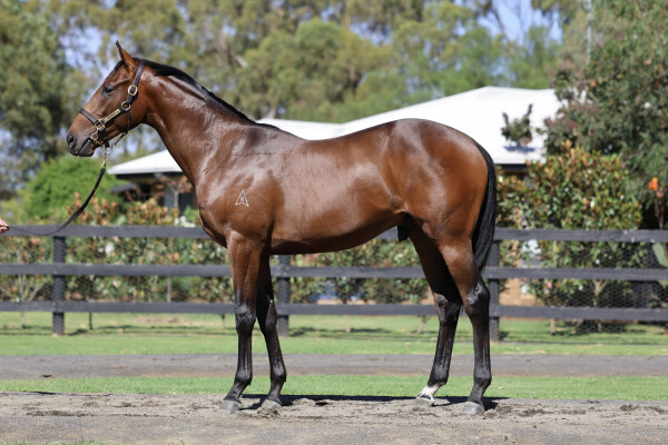 Lot 320: Hellbent / Set for Fame