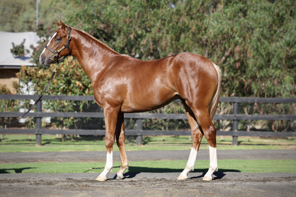 Lot 325: Starspangledbanner / Shahzade