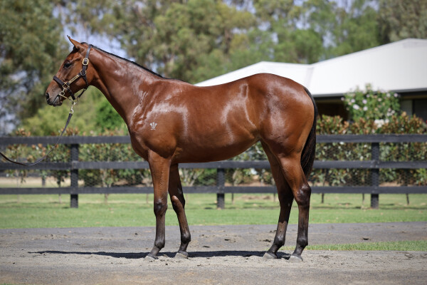 Lot 408: Super Seth / Toomey (NZ)