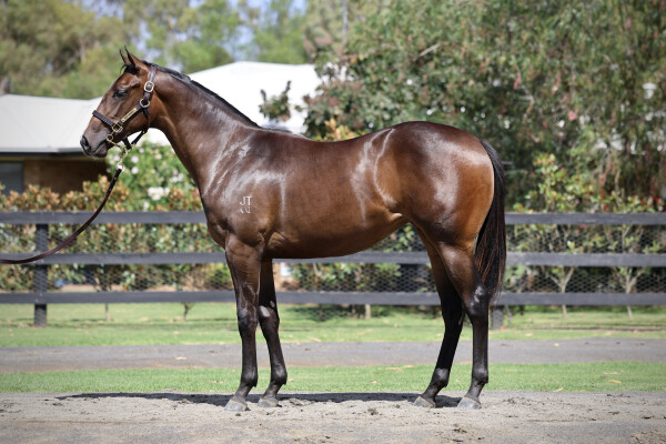 Lot 527: Nicconi / Boogie Street