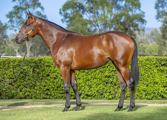 Lot 404: Dundeel (NZ) / Tigeen (NZ)