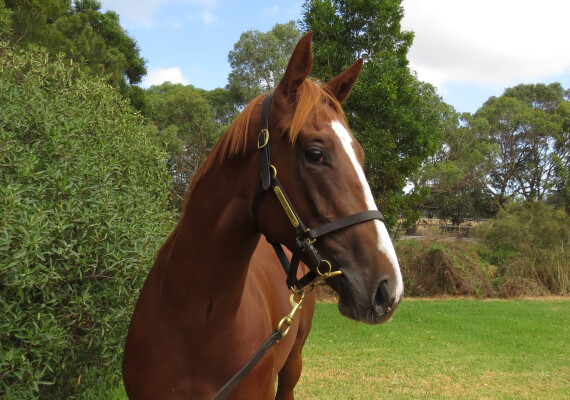 Lot 636: Rich Enuff / Jivochka