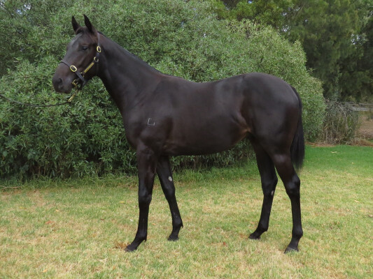 Lot 700: Kermadec (NZ) / Sassy Ann (NZ)