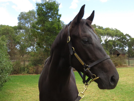 Lot 700: Kermadec (NZ) / Sassy Ann (NZ)