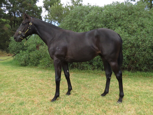 Lot 700: Kermadec (NZ) / Sassy Ann (NZ)