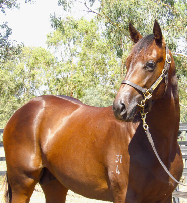 Lot 3: St Mark's Basilica (FR) / Dance With Her