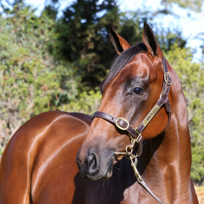 Lot 607: Diatonic (JPN) / Frankly Rosie (GB)