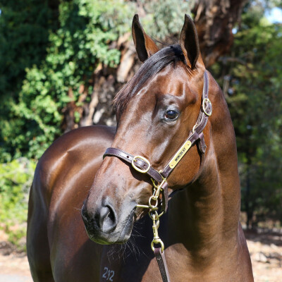 Lot 702: Tagaloa / Savvy Move (NZ)