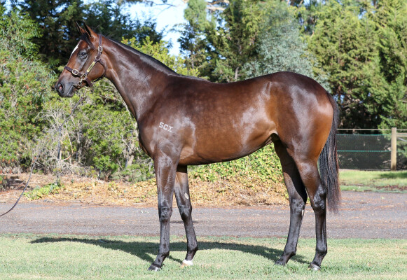 Lot 763: Rubick / Zazparella