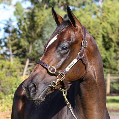 Lot 763: Rubick / Zazparella