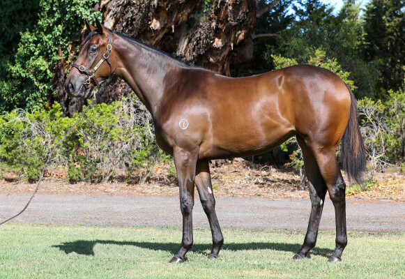 Lot 702: Tagaloa / Savvy Move (NZ)