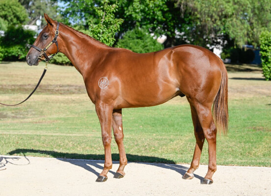 Lot 56: Home Affairs / Fever Pitch