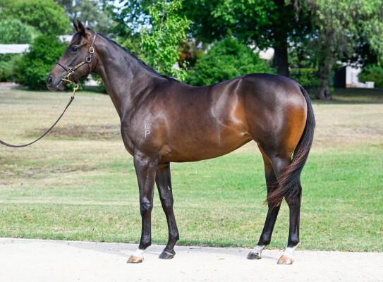 Lot 81: Justify (USA) / Glimmering (GB)