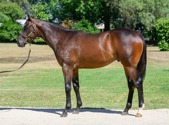 Lot 170: Capitalist / Little White Lies