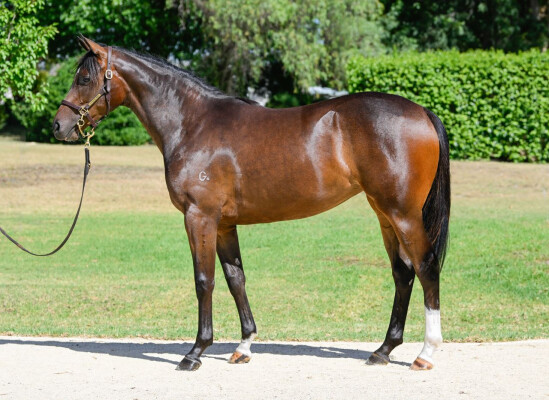 Lot 199: Brave Smash (JPN) / Mingle