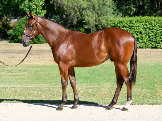 Lot 305: Lope de Vega (IRE) / Saameyah (GB)