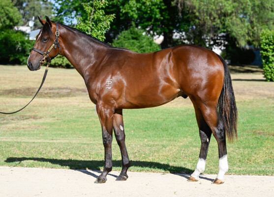 Lot 327: Brave Smash (JPN) / Shalfah