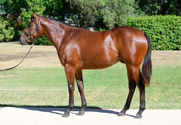 Lot 414: Tassort / Trifolium