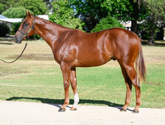 Lot 535: Zousain / Burum