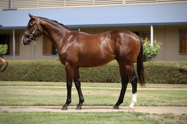 Lot 51: Grunt (NZ) / Fastidious