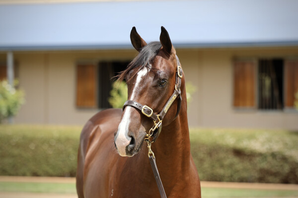 Lot 51: Grunt (NZ) / Fastidious