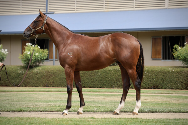 Lot 160: Jacquinot / Lankan Gold