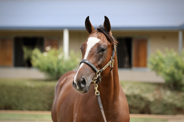 Lot 160: Jacquinot / Lankan Gold