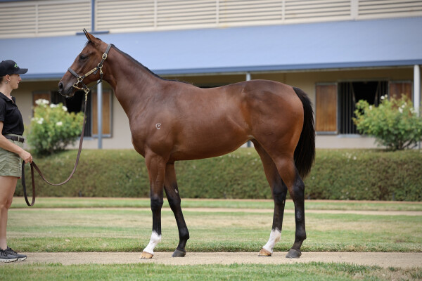 Lot 473: Toronado (IRE) / Anise