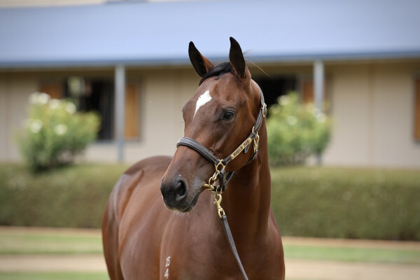 Lot 473: Toronado (IRE) / Anise