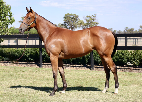 Lot 287: State of Rest (IRE) / Raindrops on Roses