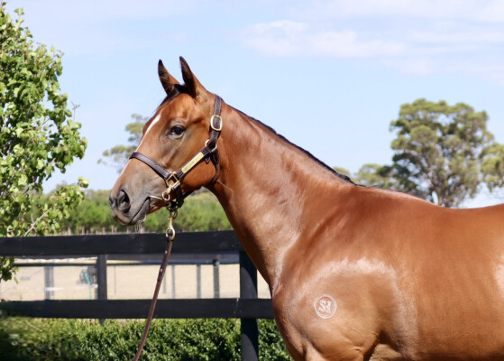 Lot 287: State of Rest (IRE) / Raindrops on Roses