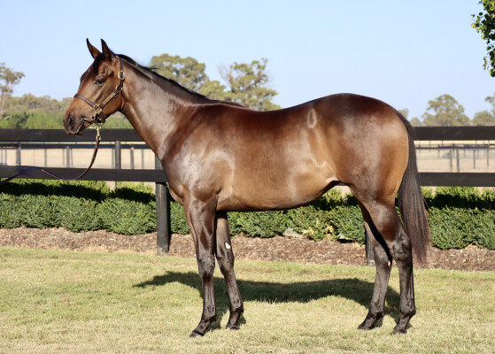 Lot 420: I Am Immortal / Tuskar Brook
