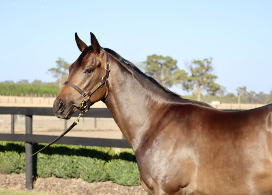 Lot 420: I Am Immortal / Tuskar Brook