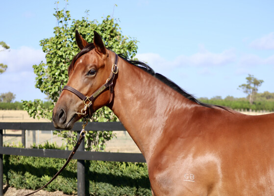 Lot 766: King's Legacy / Ailuros (NZ)