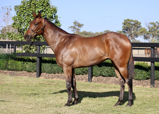 Lot 673: Kermadec (NZ) / Northern Bliss
