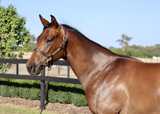 Lot 673: Kermadec (NZ) / Northern Bliss