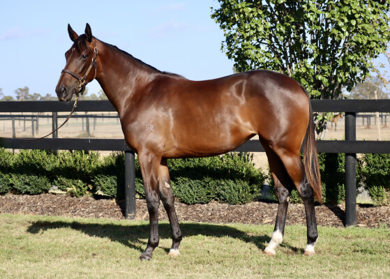 Lot 425: Wootton Bassett (GB) / Unbelievable (IRE)