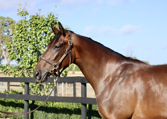Lot 425: Wootton Bassett (GB) / Unbelievable (IRE)