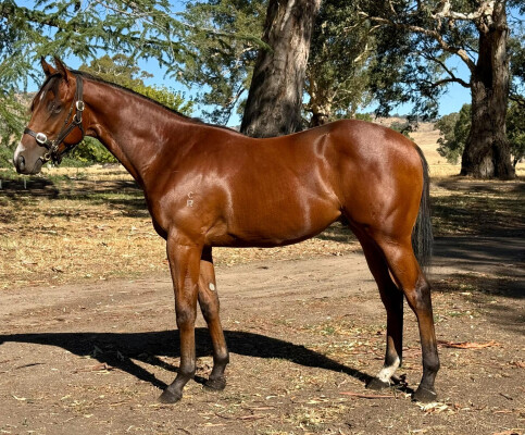 Lot 695: Bon Aurum / Roman Belle