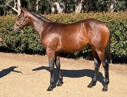 Lot 9: Hellbent / Destiny Diamond