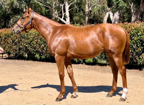 Lot 102: Rich Enuff / Highfalutin Gal
