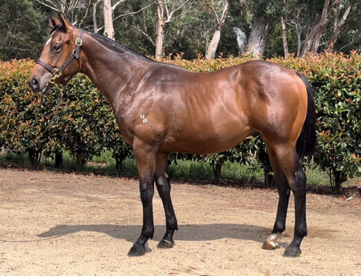 Lot 331: Pride of Dubai / She's Sirius