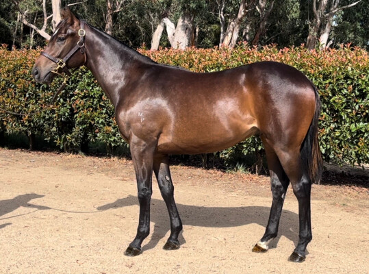 Lot 518: Rubick / Blackboots