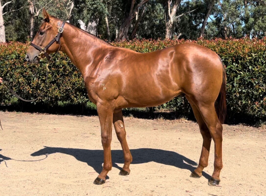 Lot 529: Street Boss (USA) / Bring the Magic
