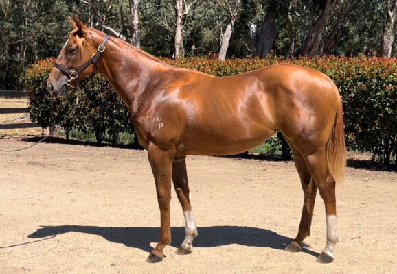 Lot 568: Rich Enuff / Corcovado